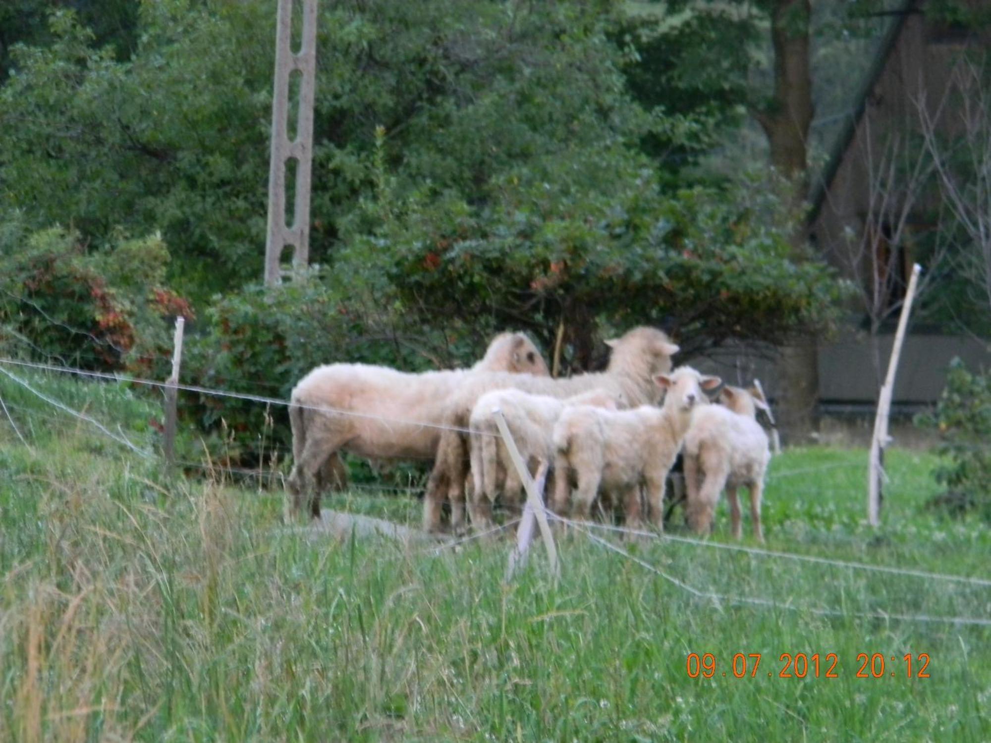 Pokoje Goscinne Kaminscy Gliczarów エクステリア 写真